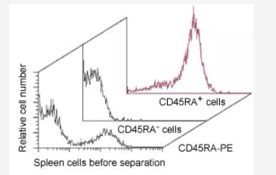 Isolation of B cells from rat spleen using CD45RA MicroBeads, a MiniMACS Separator, and an MS Column.